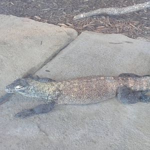 Komodo Dragon