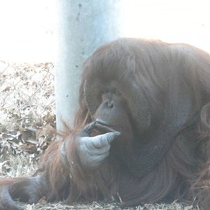 Orang-utan