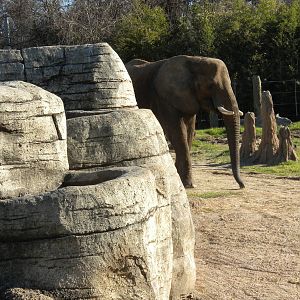 African Elephant