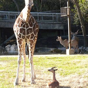 Giraffe, Gerenuk, and Greater Kudu