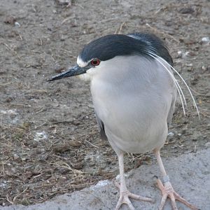 Coastal Aviary - black-crowned night heron
