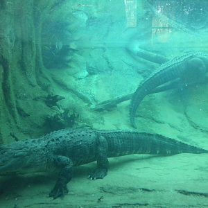 American Alligator