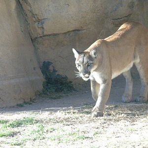 Mountain Lion