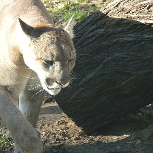 Mountain Lion