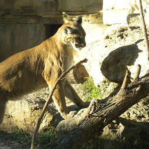 Mountain Lion