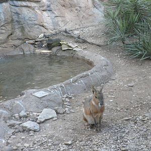 Patagonian Cavy