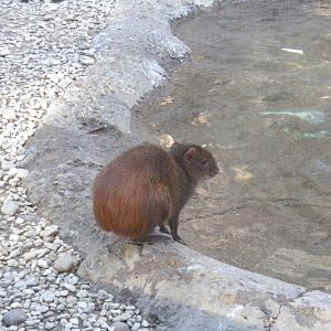 Red Rumped Agouti