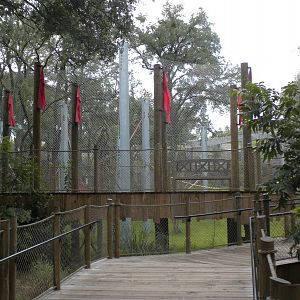 Mysteries of the Asian Forest