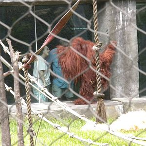 Orang-utan
