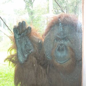 Orang-utan
