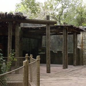 Mysteries of the Asian Forest