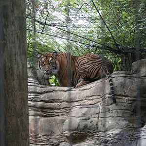 Sumatran Tiger