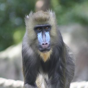 mandrill