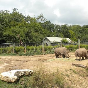 White Rhinos