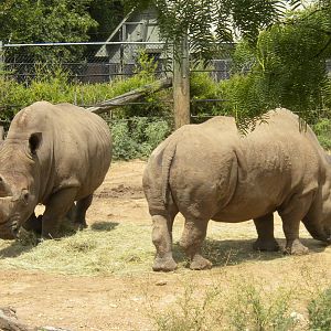 White Rhinos