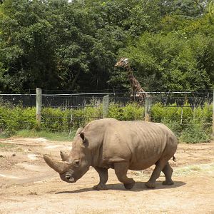 White Rhinos