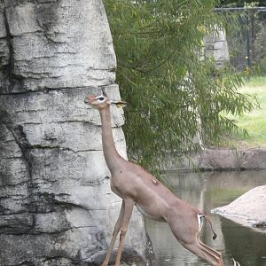 Gerenuk