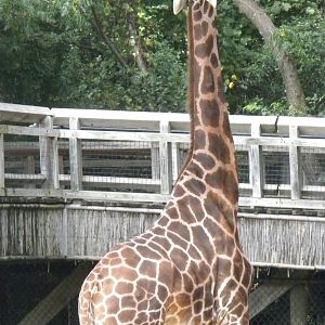 Giraffe