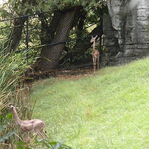 Gerenuk