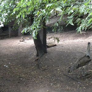 Kori Bustard and Gunther's Dik-Dik