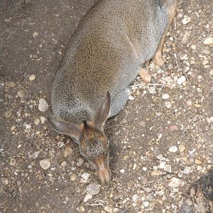 Gunther's Dik-Dik