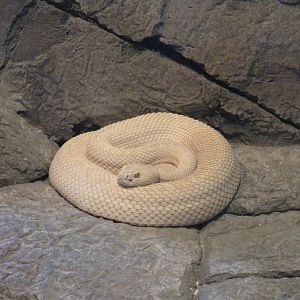 Amelanistic Rattlesnake