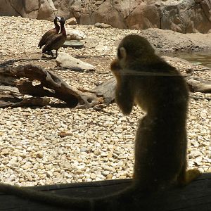 Squirrel Monkey and White-Faced Whistling Ducks