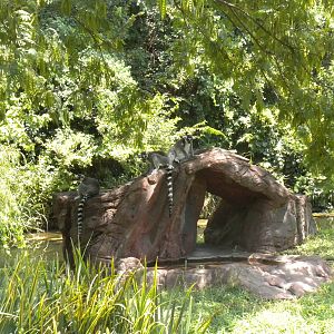 Lemur Island
