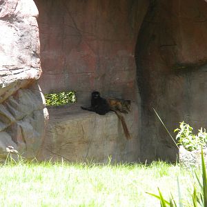 Blue-Eyed Black Lemurs