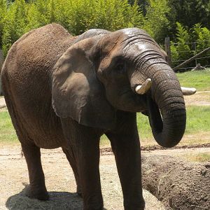 African Elephant
