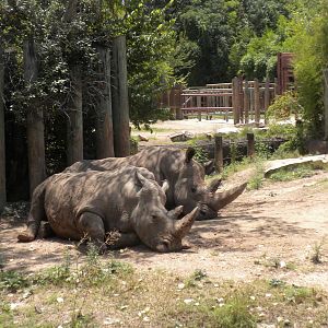 White Rhinos