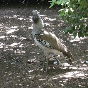 Kori Bustard