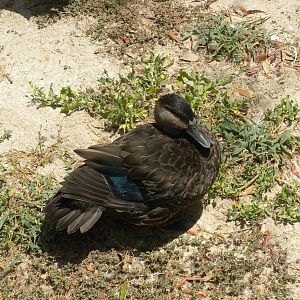 North American Black Duck