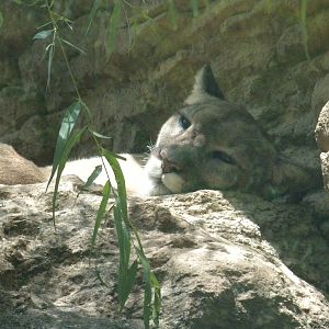 Mountain Lion