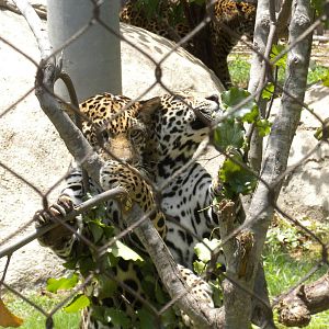 Jaguar cubs