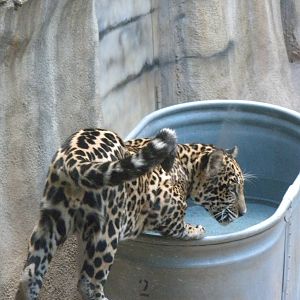 Jaguar cub