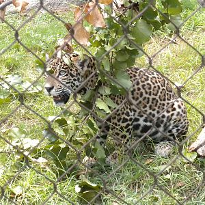 Jaguar cub