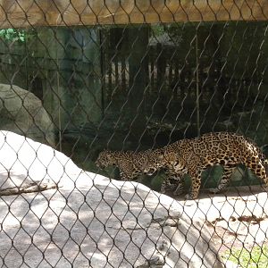 Jaguar cubs