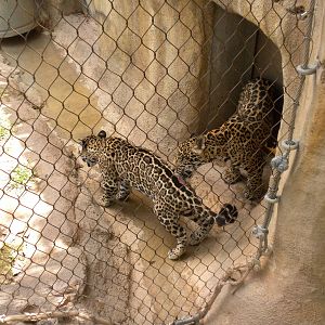 Jaguar cubs