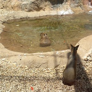 Capybara and Patagonian Cavy