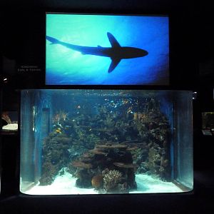 Tropics Gallery - Coral Reef Exhibit