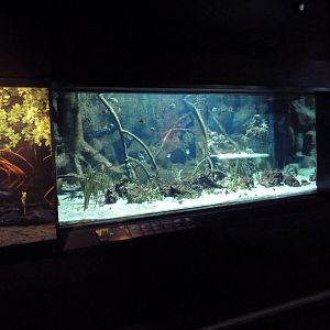 Tropics Gallery - Indo-Pacific Mangrove Exhibit