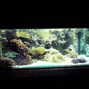 Tropics Gallery - Coral Reef Exhibit