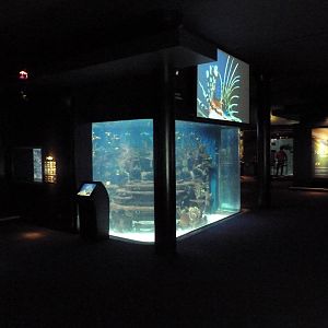 Tropics Gallery - Coral Reef Exhibit