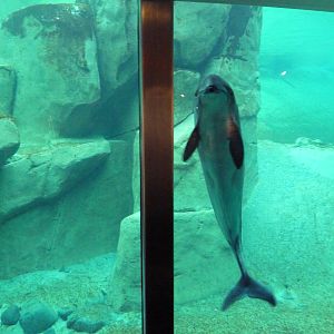 Harbour Porpoise - North America's Only Captive Specimen