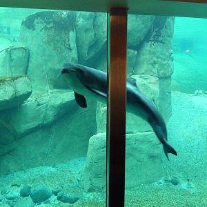 Harbour Porpoise - North America's Only Captive Specimen