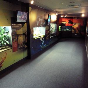 Frogs Forever Exhibit - 26 Amphibian Species