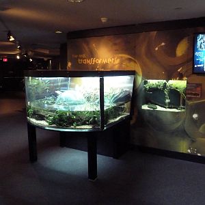 Frogs Forever Exhibit - 26 Amphibian Species