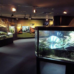 Frogs Forever Exhibit - 26 Amphibian Species