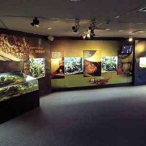 Frogs Forever Exhibit - 26 Amphibian Species